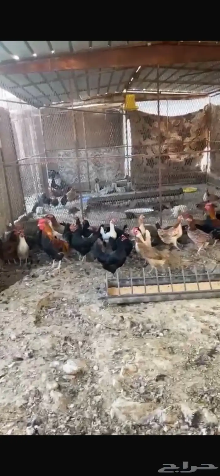 يوجد دجاج مفرخ ودجاج بياض حضان بلدي 9