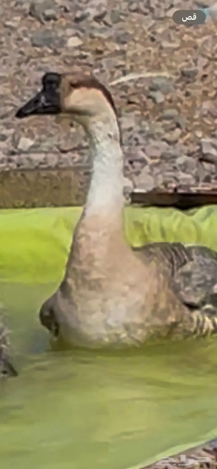 وز عراقي ( ذكور ) 2