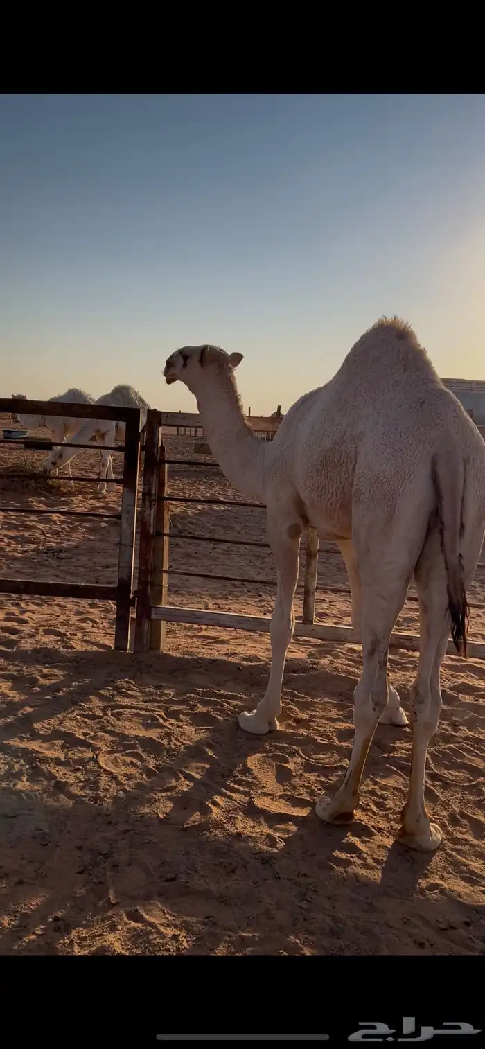 قعود للبيع 5