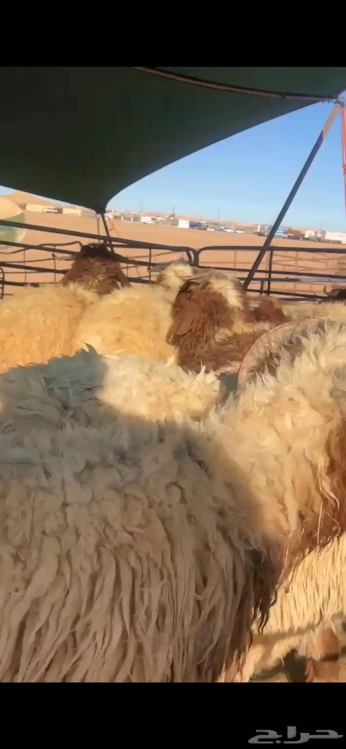 خرفان وفطايم 3