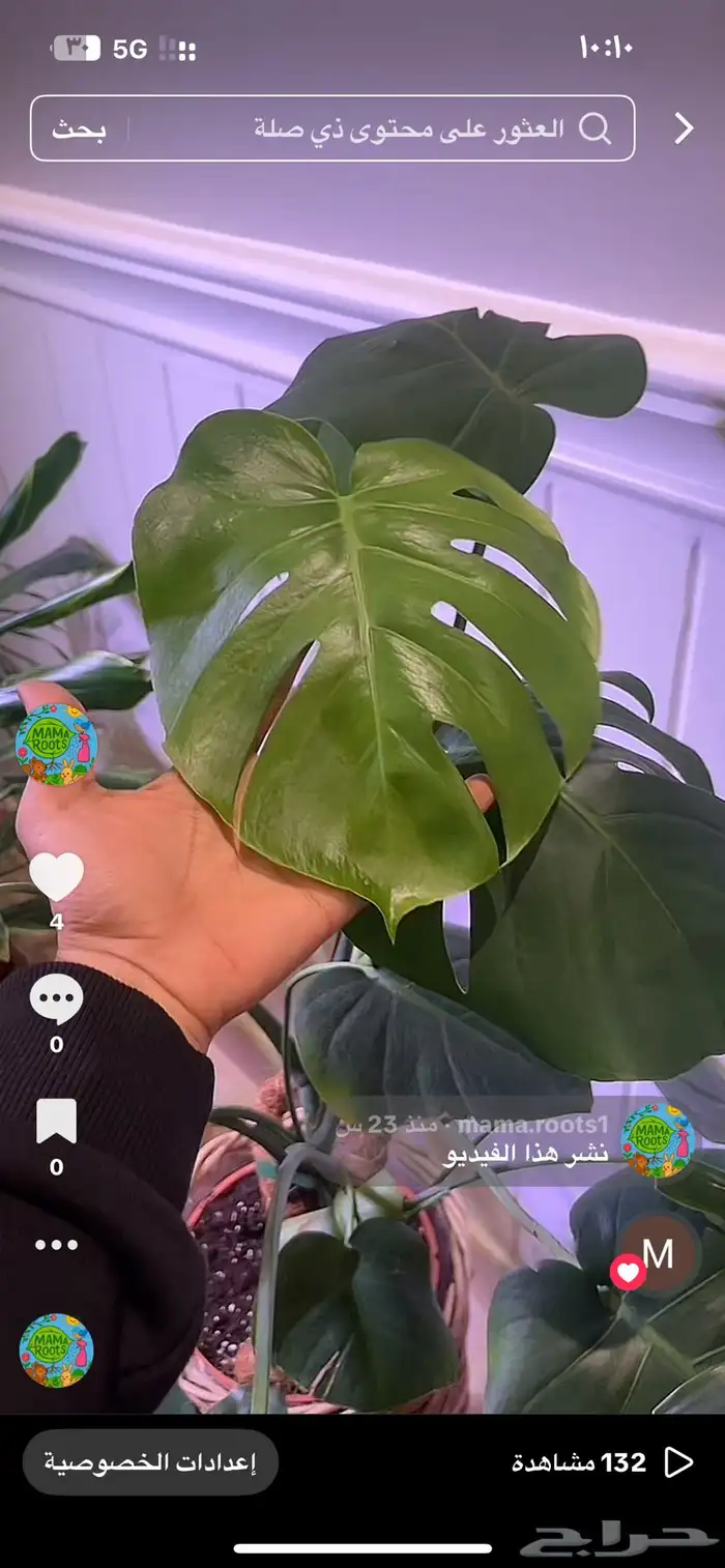 نبات داخلي واسعار جميلة 6