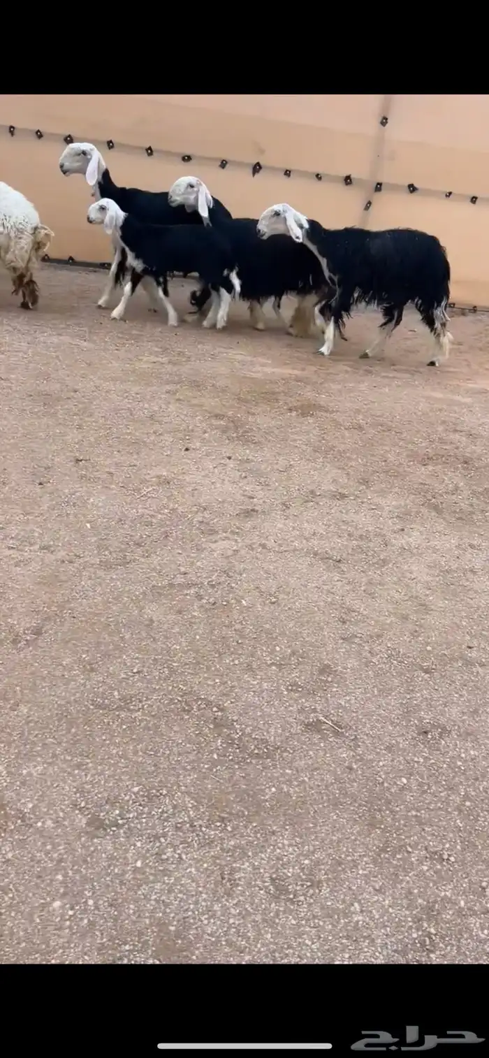 رخال نجد والد صنف 0