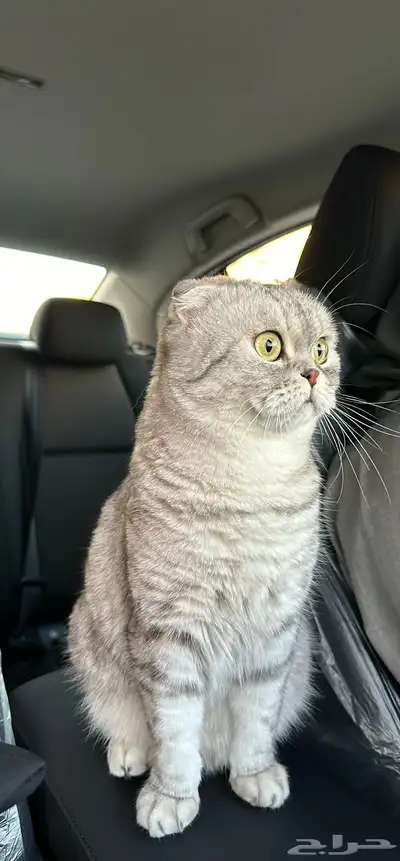 للبيع قطة سكوتش فولد index