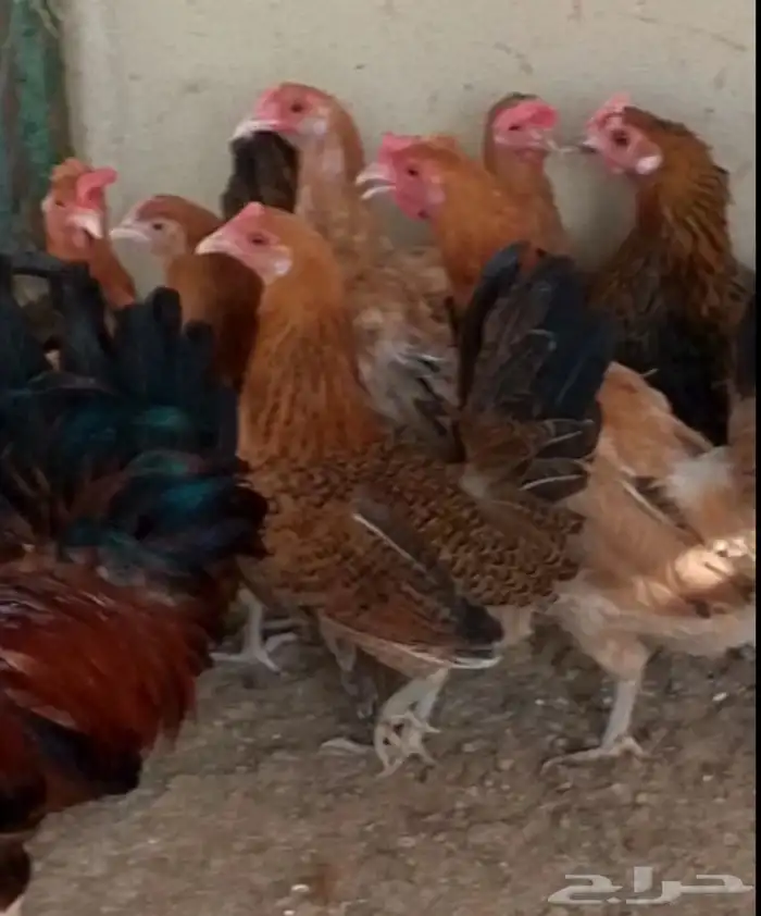 دجاج بلدي 1