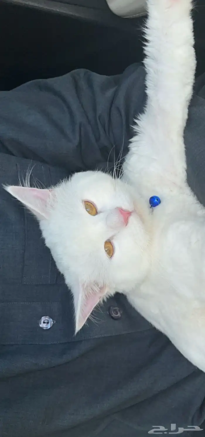 قط شيرازي باملج 0