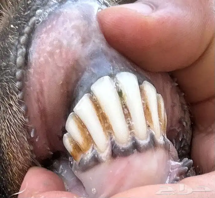 عنز والد للبيع 4