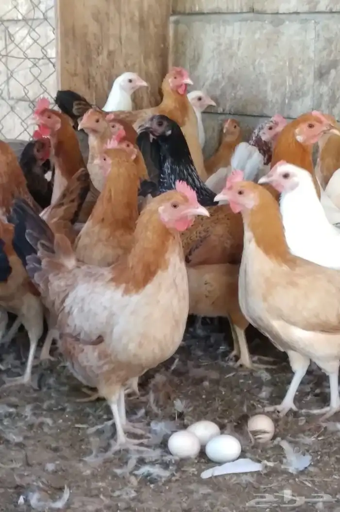 دجاج حبشي ألوان وأنواع دواجن رومي وز بط دجاج 9
