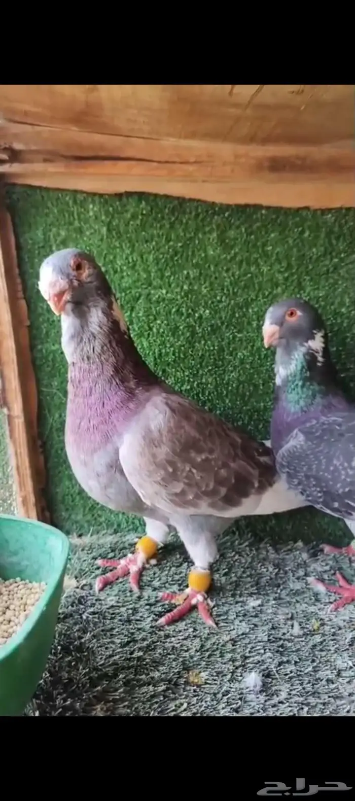 حمام شامي مسود 4