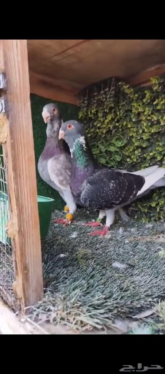 حمام شامي مسود 2