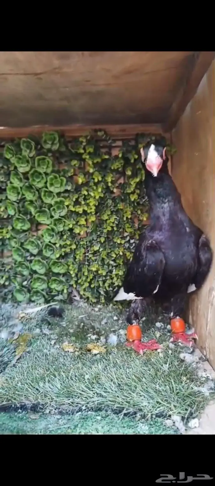 حمام شامي مسود 0