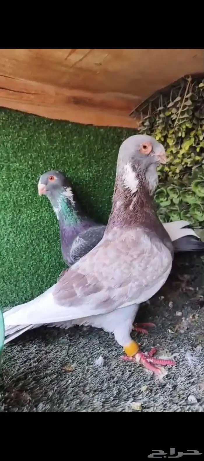 حمام شامي مسود 3