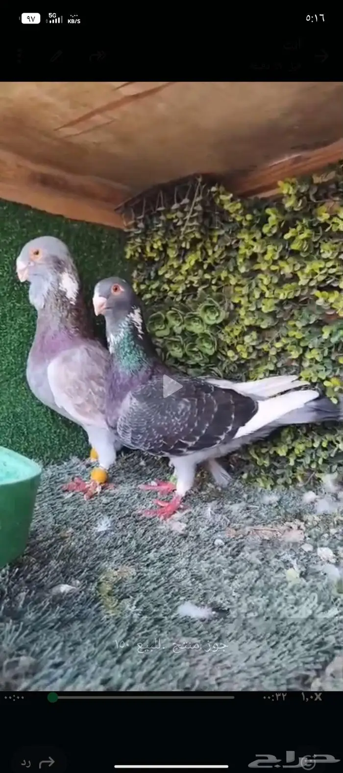 حمام شامي مسود 5