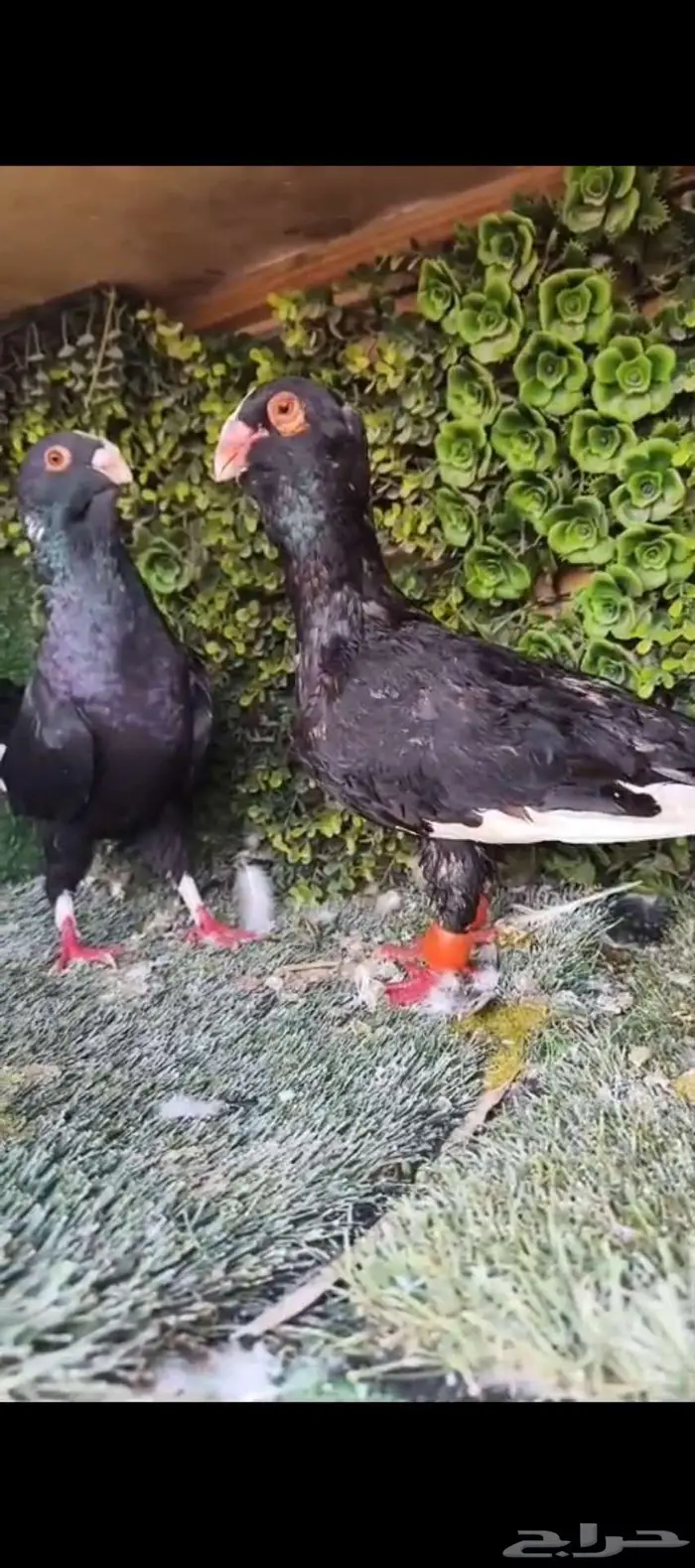 حمام شامي مسود 1