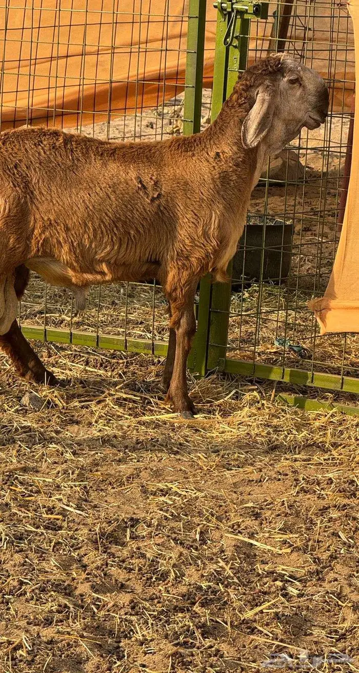 مشروع فحل طلي سواكني دروماني انتاج 0