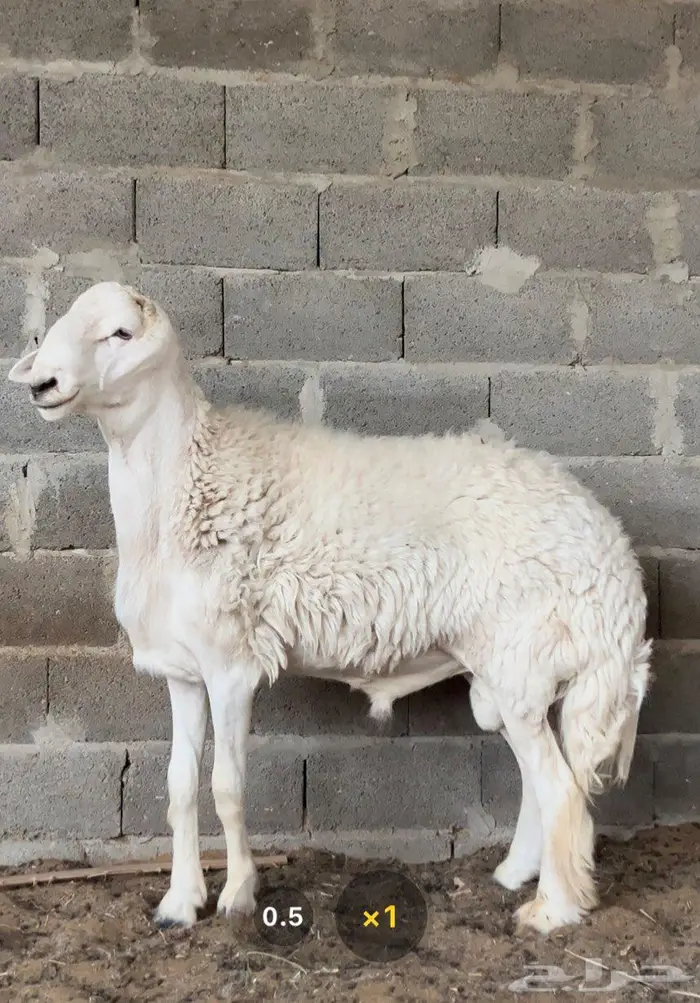 فحل حري طيب 0