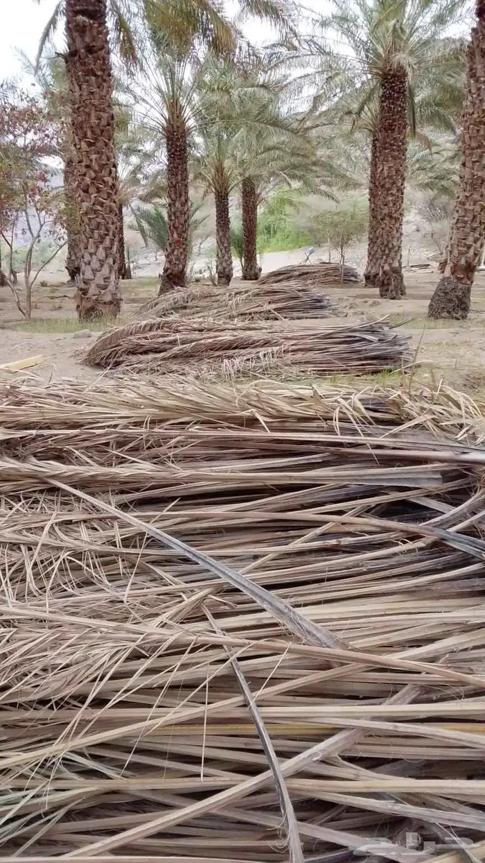 سعف نخيل جديد للبيع 0