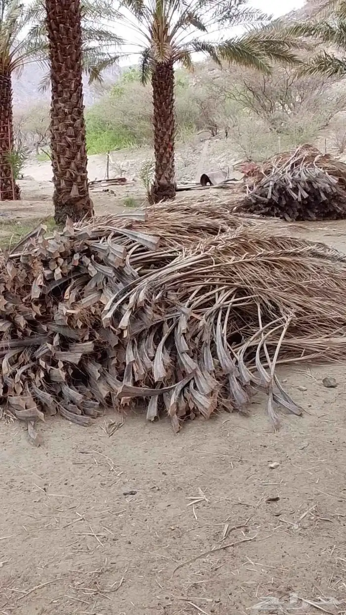 سعف نخيل جديد للبيع 1