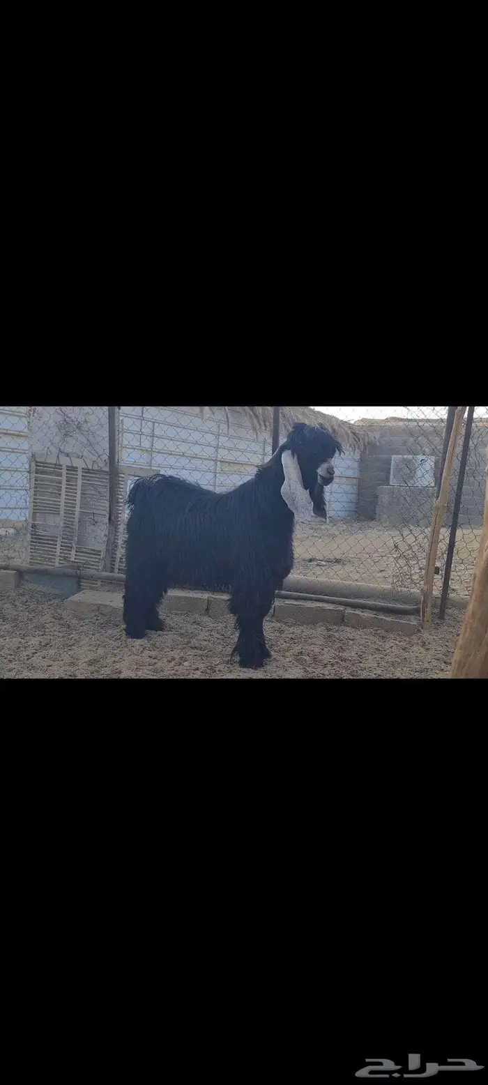 فحل تيس عارضي منوة القناي. 2