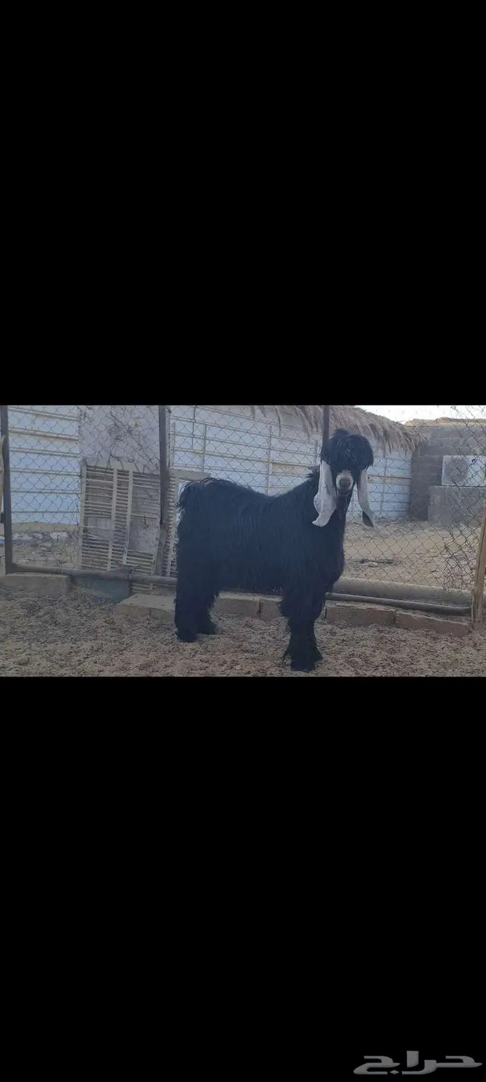 فحل تيس عارضي منوة القناي. 1