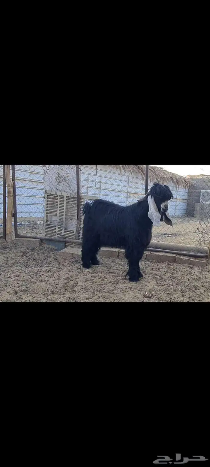 فحل تيس عارضي منوة القناي. 0