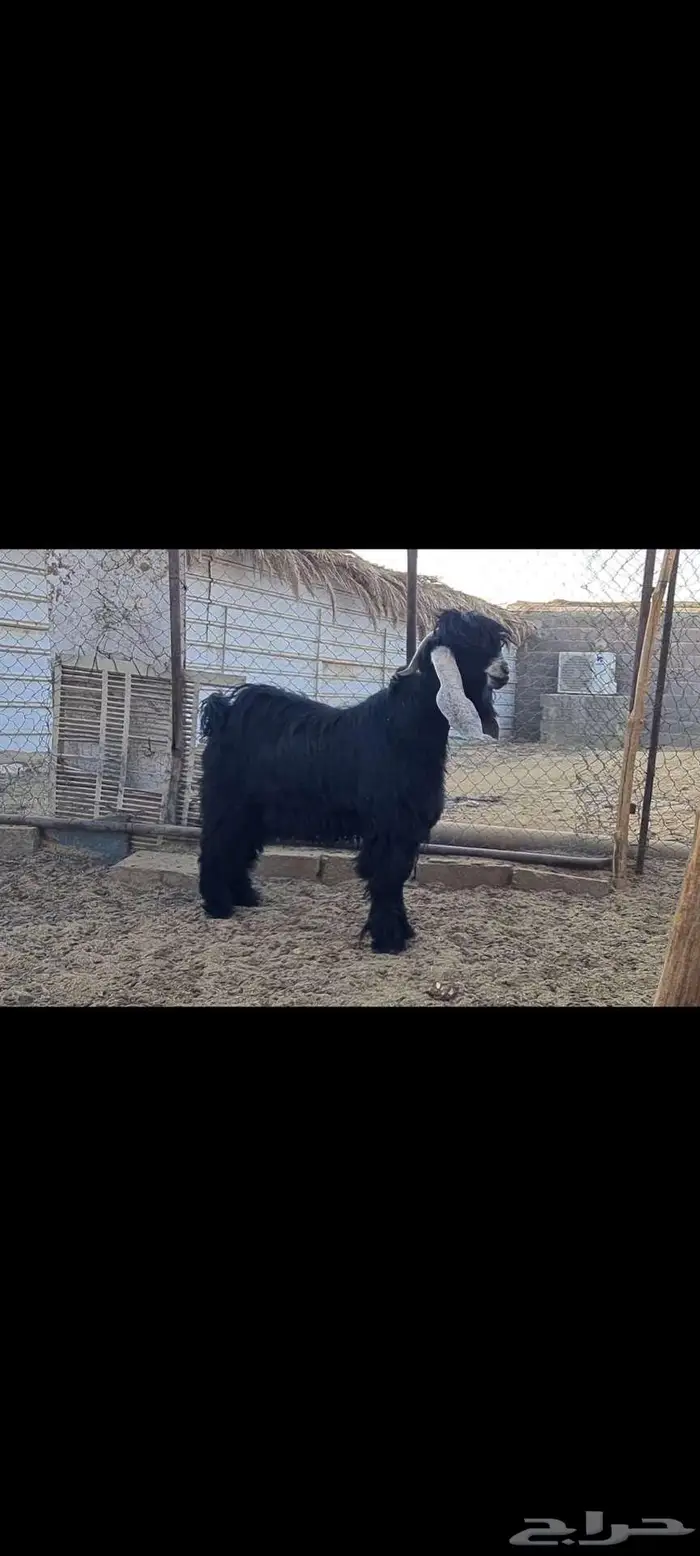 فحل تيس عارضي منوة القناي. 3