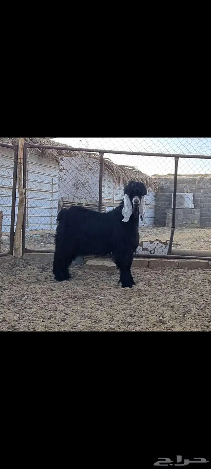 فحل تيس عارضي منوة القناي. 4