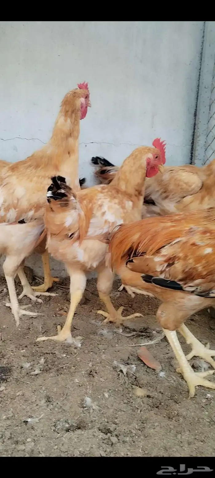 للبيع 5 ذيوك لوهمان 2