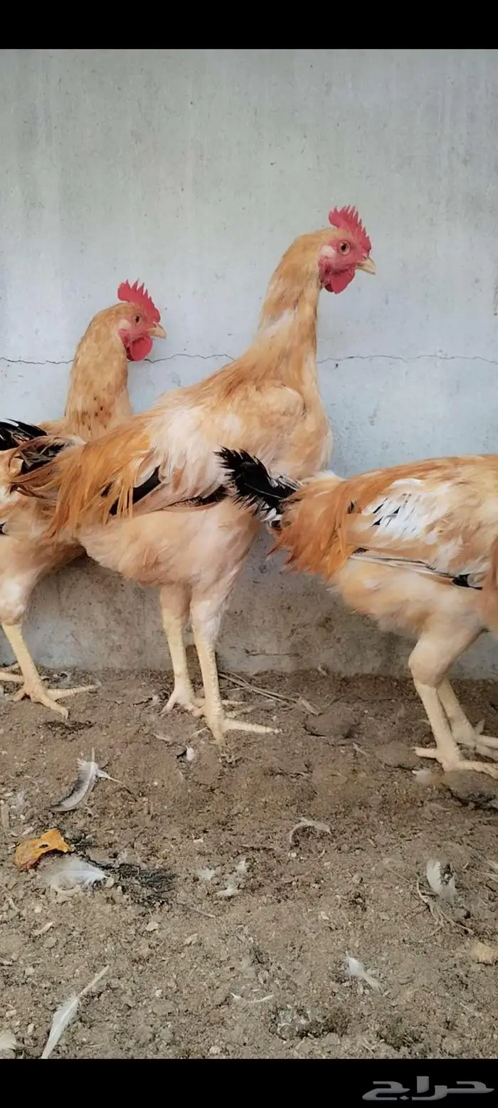 للبيع 5 ذيوك لوهمان 1