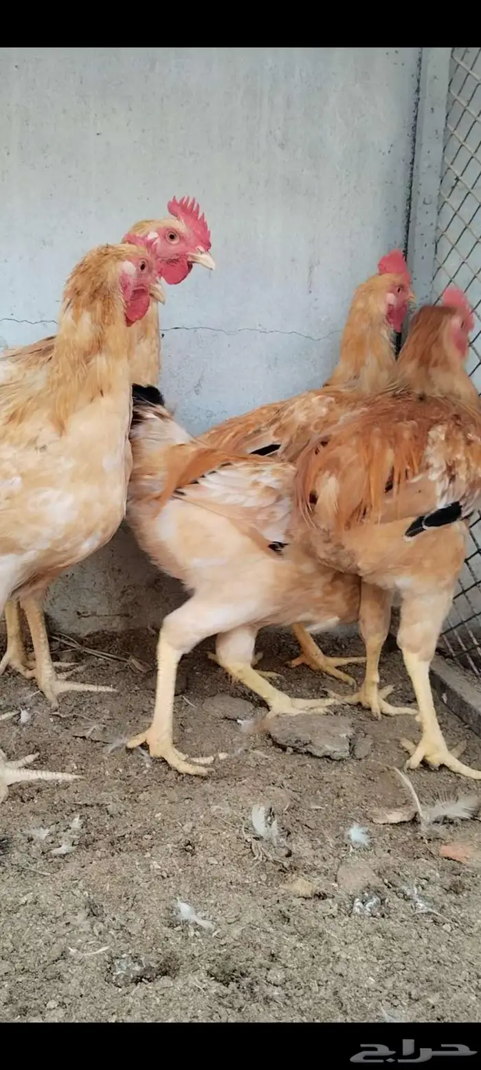 للبيع 5 ذيوك لوهمان 3