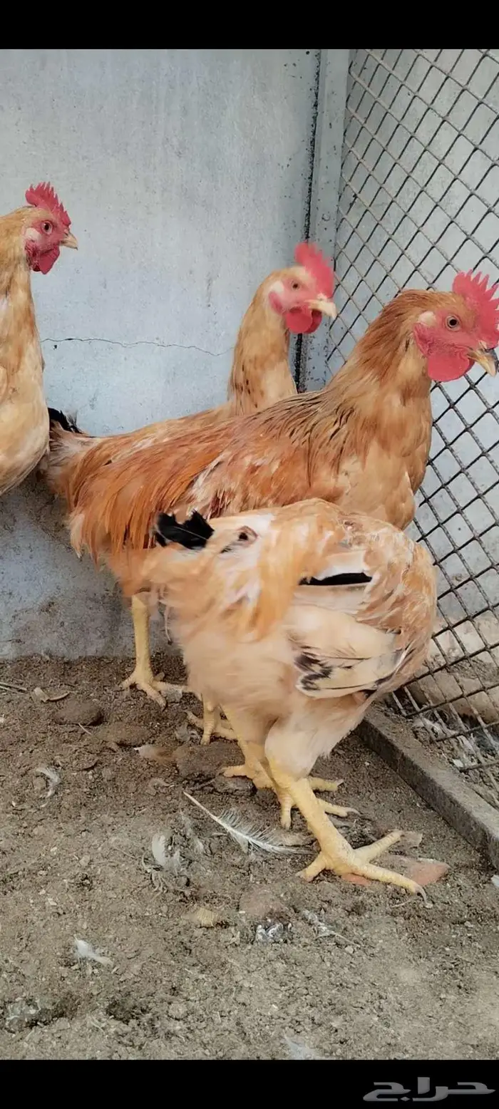 للبيع 5 ذيوك لوهمان 0