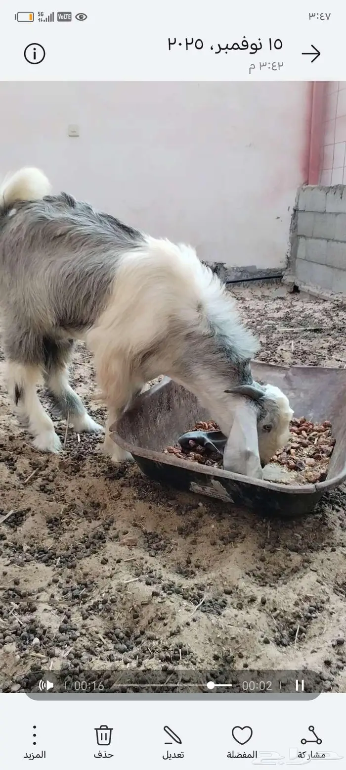 تيس عمر 6 شهور سمين ويصلح فحل 1