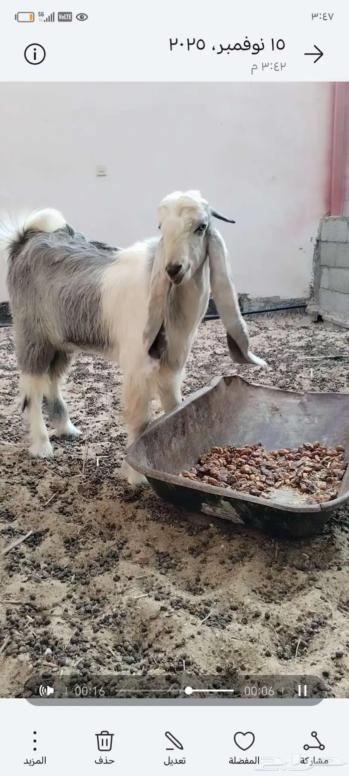 تيس عمر 6 شهور سمين ويصلح فحل 0