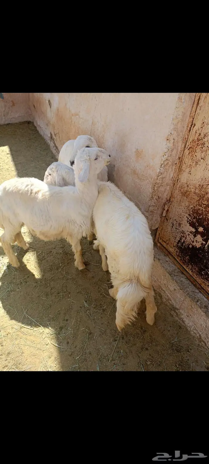 3 خرفان هرافا للبيع 2