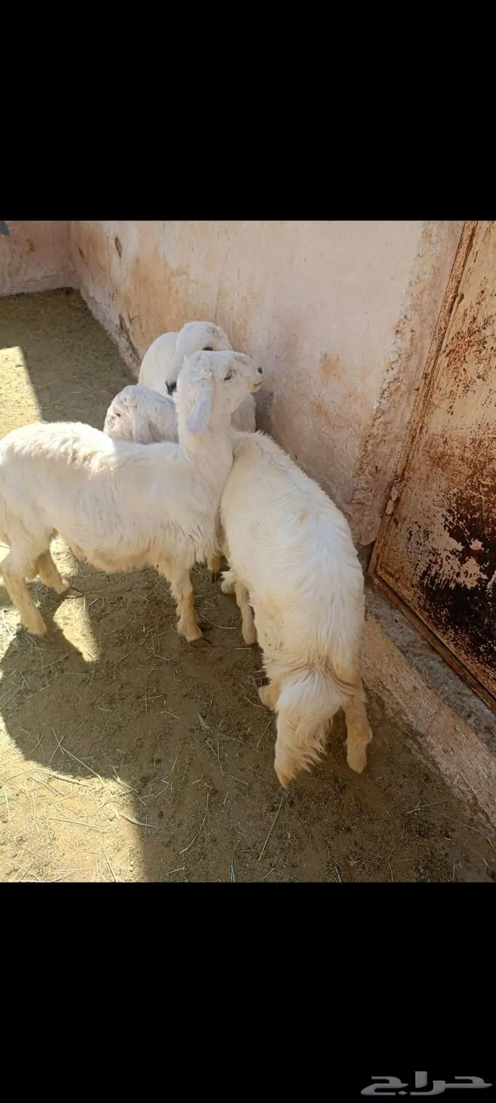 3 خرفان هرافا للبيع 1