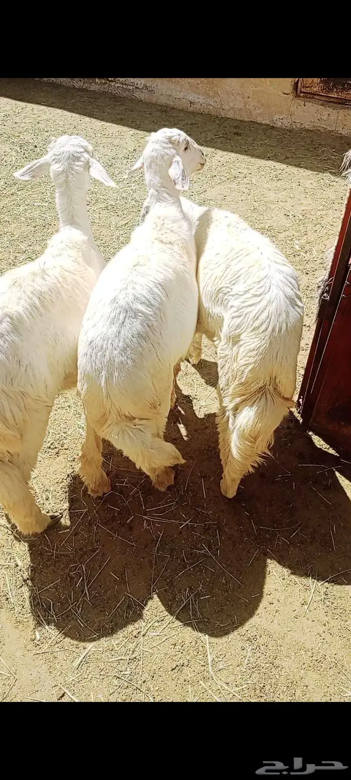 3 خرفان هرافا للبيع 0