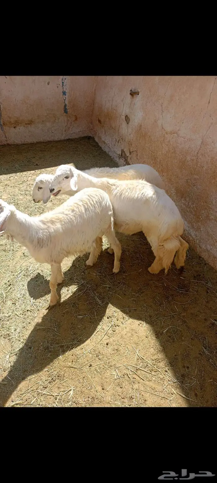 3 خرفان هرافا للبيع 3