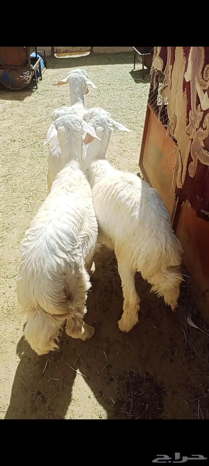 3 خرفان هرافا للبيع 5