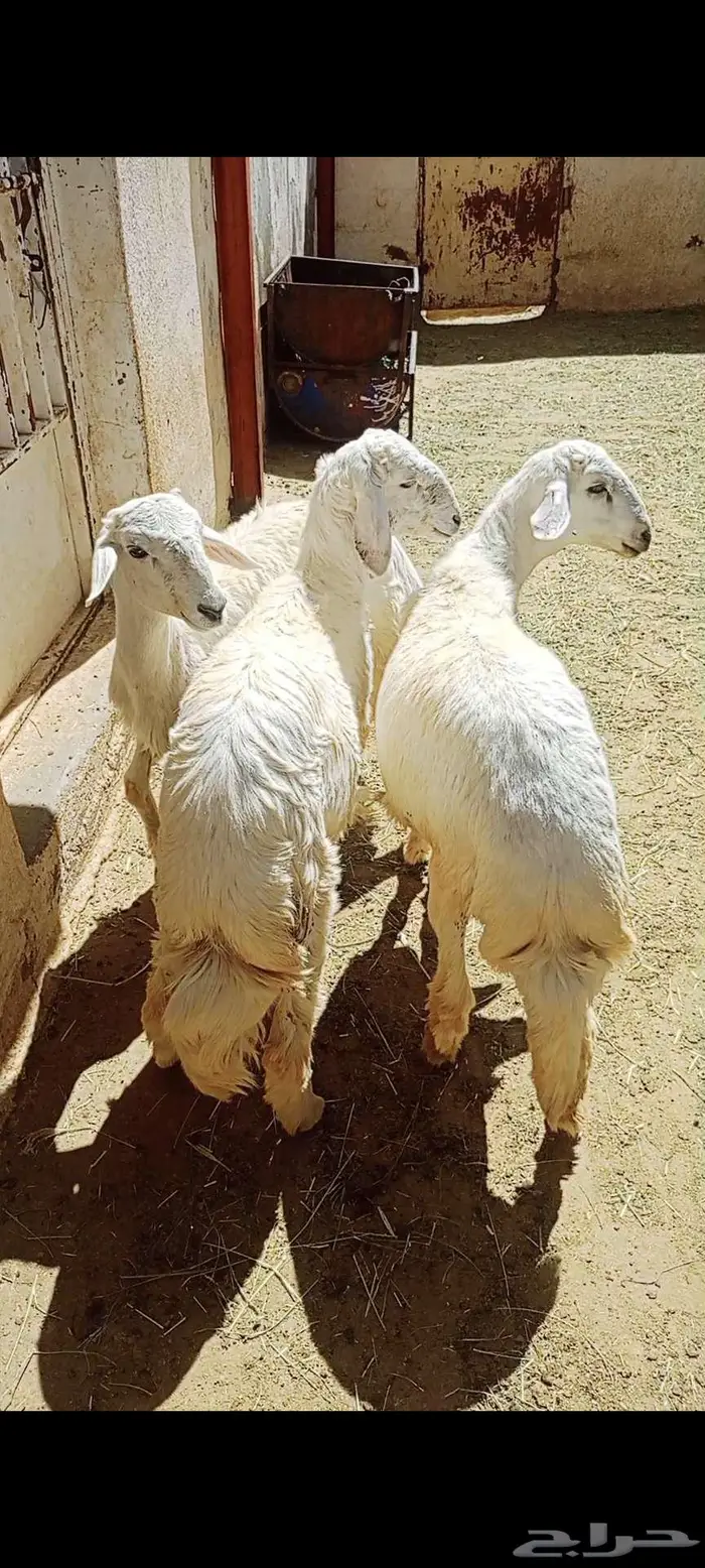 3 خرفان هرافا للبيع 6
