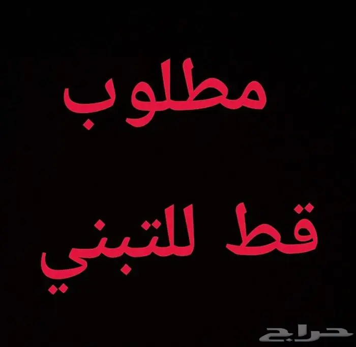 مطلوب قط للتبني .. قط تبني 0