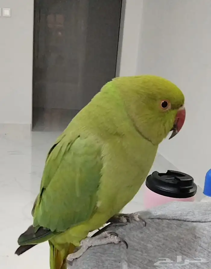 بغبغاء دره أليف يقبل المسح ويجي على اليد 0