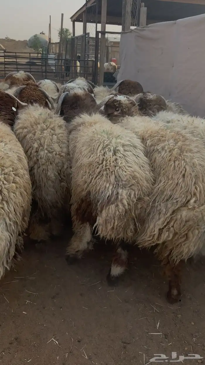 نعيمي جبر فاخر ظهر وطرف 1