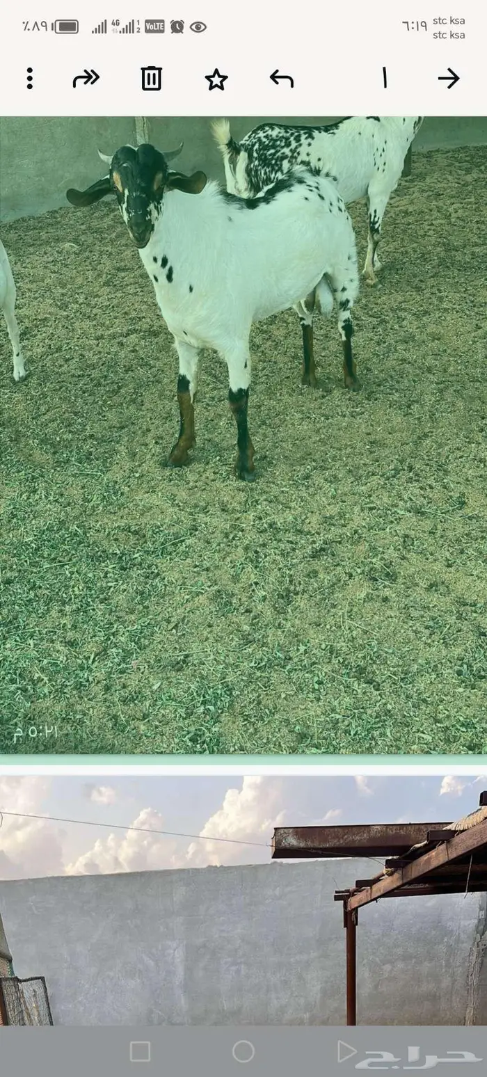 مواشي جفار وتيس 0