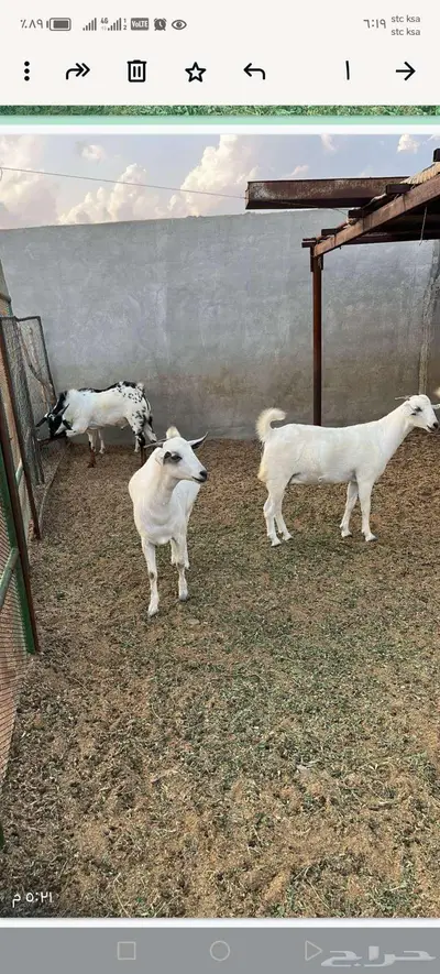 مواشي جفار وتيس index