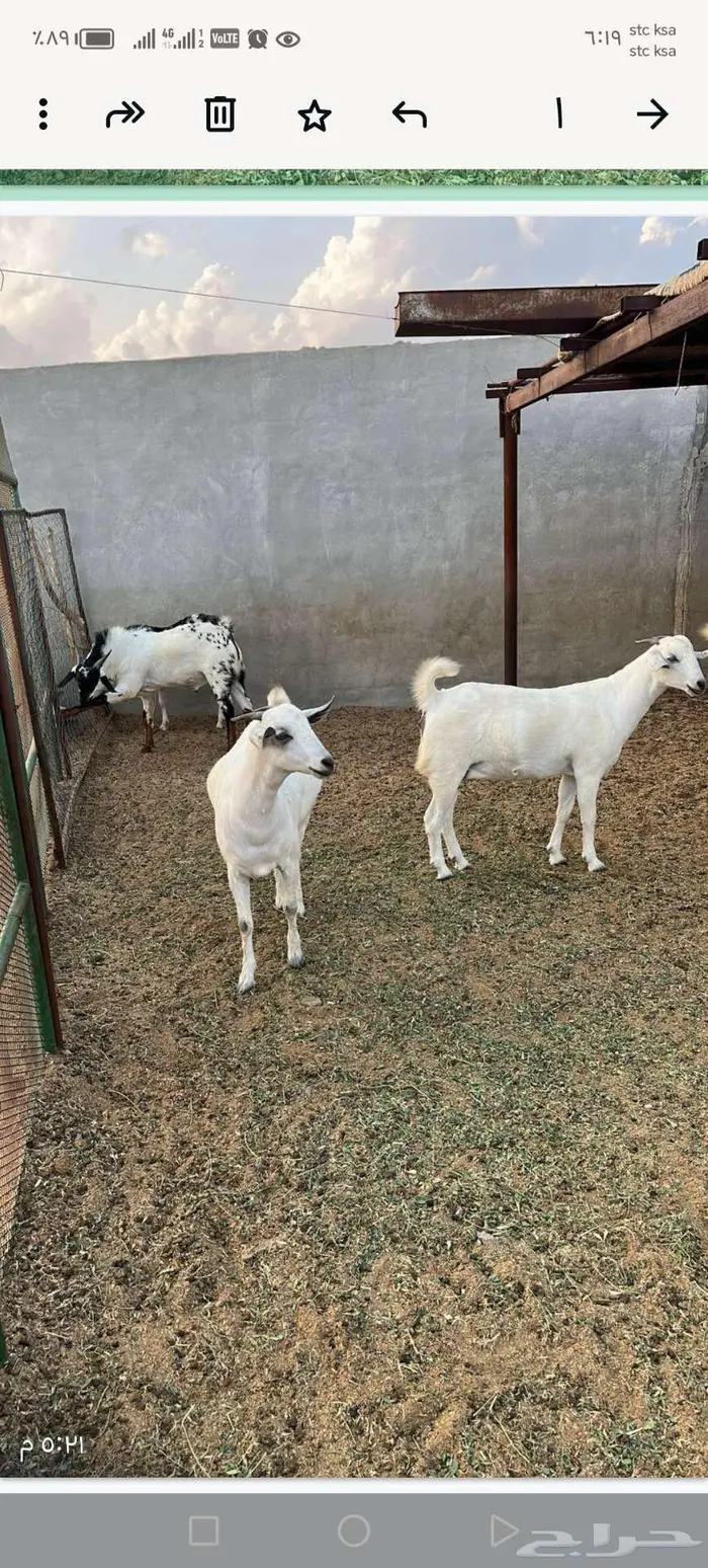 مواشي جفار وتيس 4