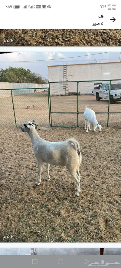 مواشي جفار وتيس index