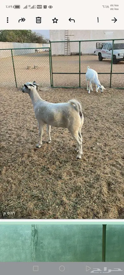 مواشي جفار وتيس index