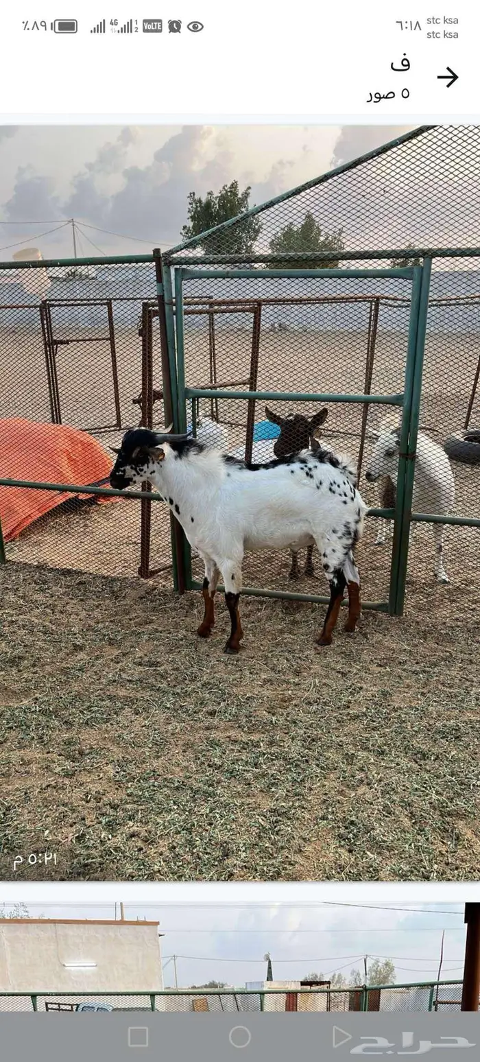 مواشي جفار وتيس 3