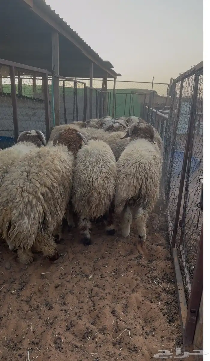 نعيمي جبر فاخر ظهر وطرف 2