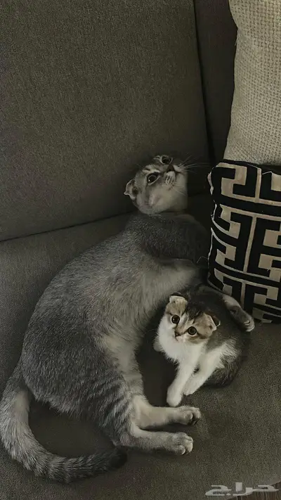 قط سكوتش للبيع index