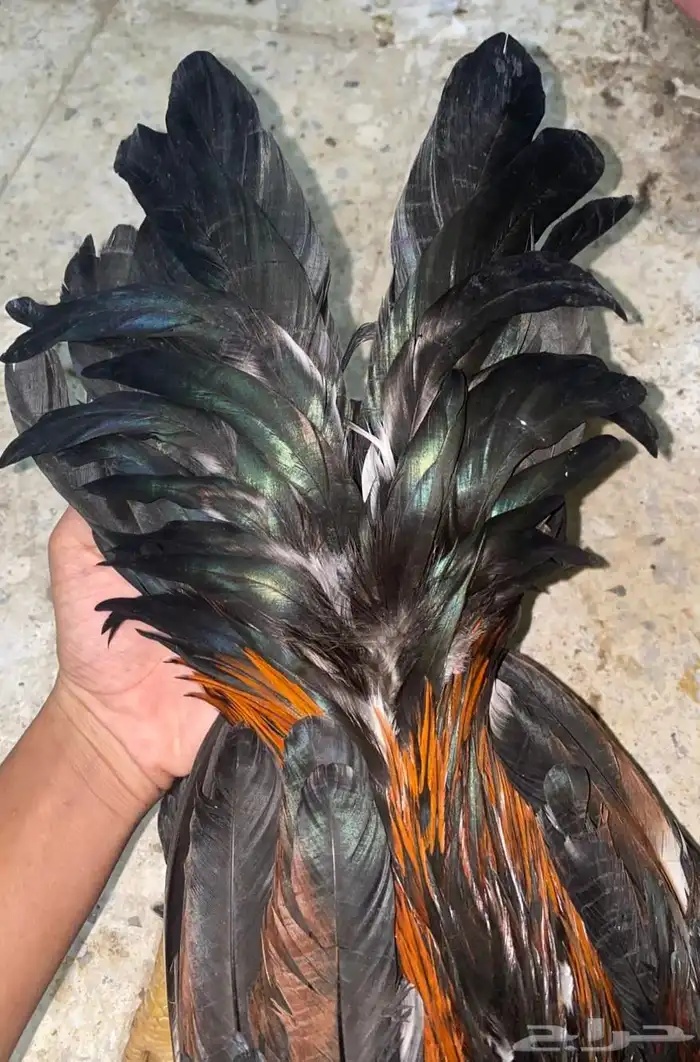 ديك باكستاني مطور 10